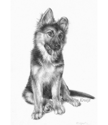 'Shepherd pup', pencil drawing (portrait assignment) Portrait artist Marjolein Kruijt