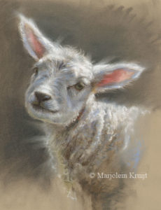 'Lamb', 20x26 cm, pastel drawing, Marjolein Kruijt (NFS)