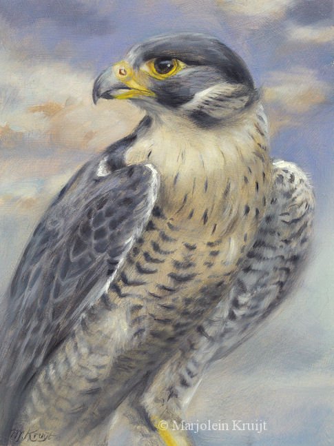 'Peregrine Falcon', 15x20 cm, oil painting (for sale see webshop)