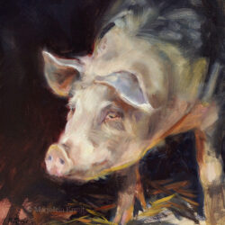 'Pig', 20x20 cm, oil painting (for sale)