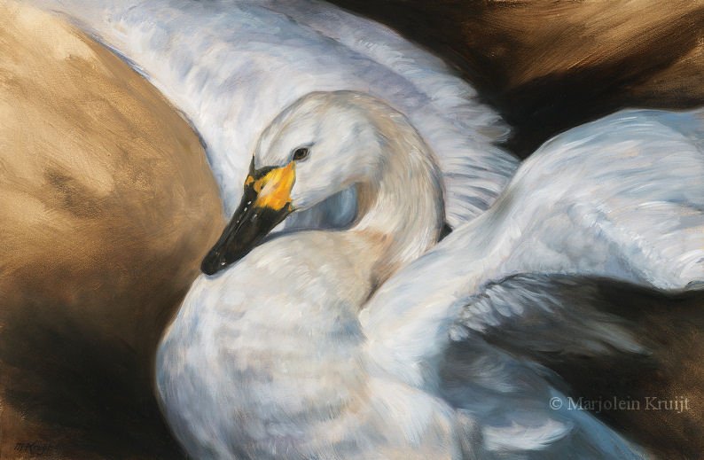 'Tundra Swan', 60x40 cm, oil painting N/A