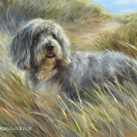 'Bearded collie' -pet portrait, 60x50 cm, oil (sold/commission)