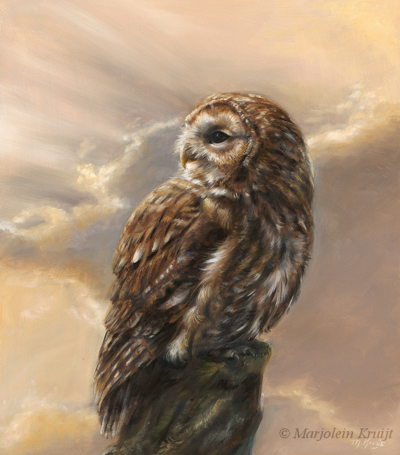 'Evening glory'- Tawny owl, 30x40 cm, oil painting (sold)