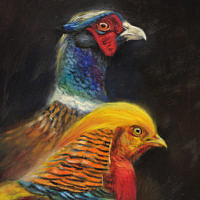 'Kin'-Com. pheasant and Golden pheasant, 15x20 cm, oil painting (for sale)