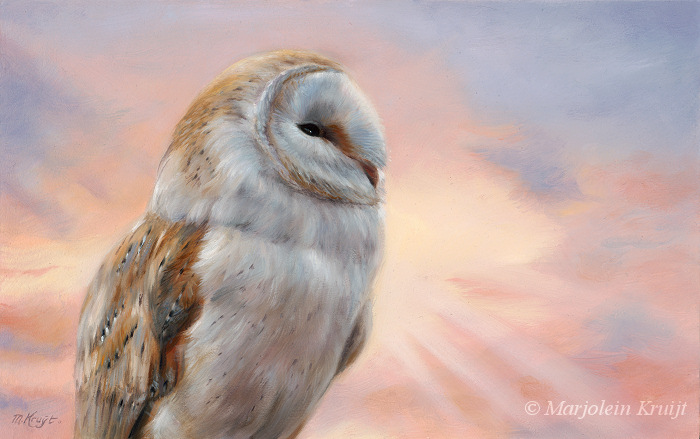 'Rays of sunset'-Barn owl, 25x40 cm, oil painting (sold)
