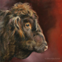 'Scot. Highland cattle', 20x20 cm, oil painting (for sale)