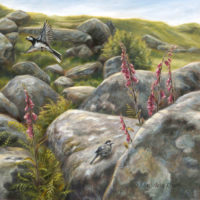 'Sunlit foxgloves'-white wagtails on Dartmoor UK, 80x80 cm, oil on canvas (for sale)