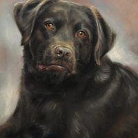 'Labrador'-Harley, 30x40 cm, oil painting (sold/commission)