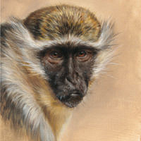 'Vervet monkey', 30x40 cm, oil painting (NFS)