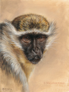 'Vervet monkey', 30x40 cm, oil painting (NFS)