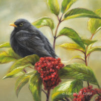 'Common blackbird', 20x20 cm, oil painting (sold)