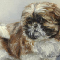 'Shih Tzu puppy', 30x30 cm, oil painting (sold/commission)