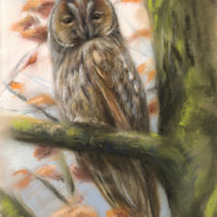 'Long-eared owl', 25x38 cm, pastel painting (for sale)