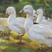 'Snow geese', 15x20 cm, oil painting (for sale)
