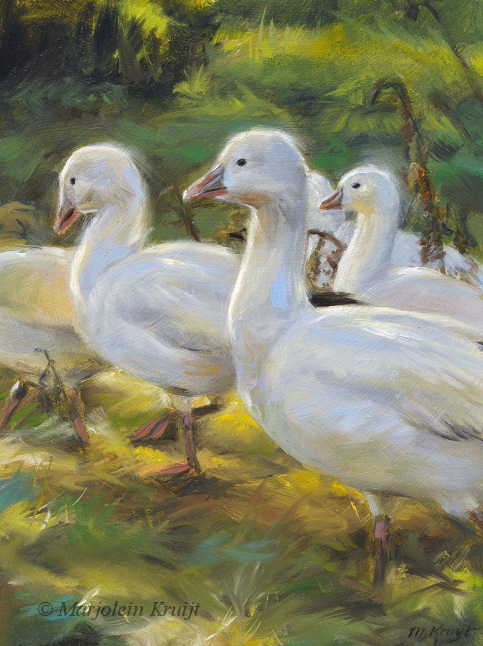 'On patrol'-Snowgeese, 15x20 cm, oil painting (for sale)