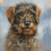 'Wire-haired dachshund'- portrait, 20x20 cm, oil painting (sold/commission)