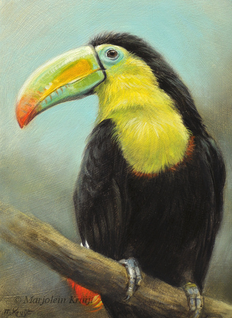 'Keel-billed toucan', 13x18 cm, oil painting (for sale)