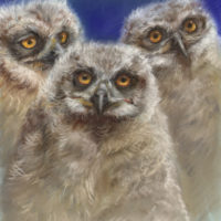 'Owlets', 24x27 cm, pastel painting (for sale)