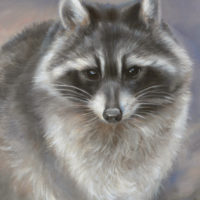 'Raccoon', 24x18cm, oil painting (sold)