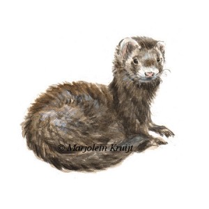 'Ferret' illustration, 10x10 cm (for sale)