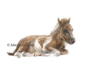 'Pony foal' illustration, 11x9 cm, (sold)