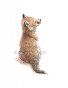 Baby fox illustration by Marjolein Kruijt