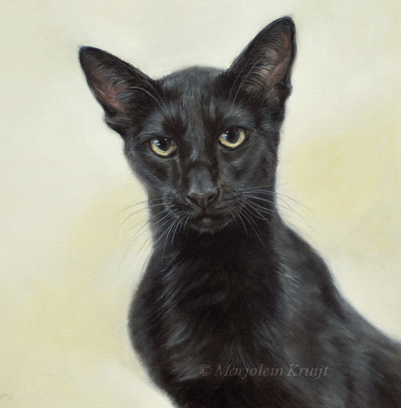 'Siamese'- cat portrait, 30x30 cm, oil painting (sold/commission)