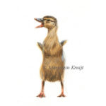 Duckling illustration, 12x10 cm