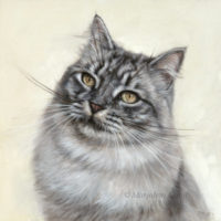 'Siberian cat', 30x30 cm, oil painting (sold/commission)