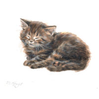 'Maine coon Kitten', 10x10 cm, Marjolein Kruijt (NFS)