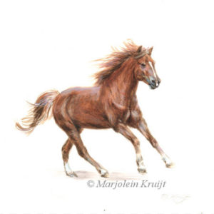 Miniature portrait, galloping horse, acrylic, 10x10 cm, Marjolein Kruijt (sold)