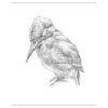 Kingfisher drawing in pencil (for sale)