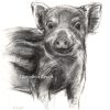 'Young wild pig', charcoal 30×27 cm (for sale)