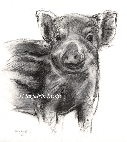 'Young wild pig', charcoal 30×27 cm (for sale)