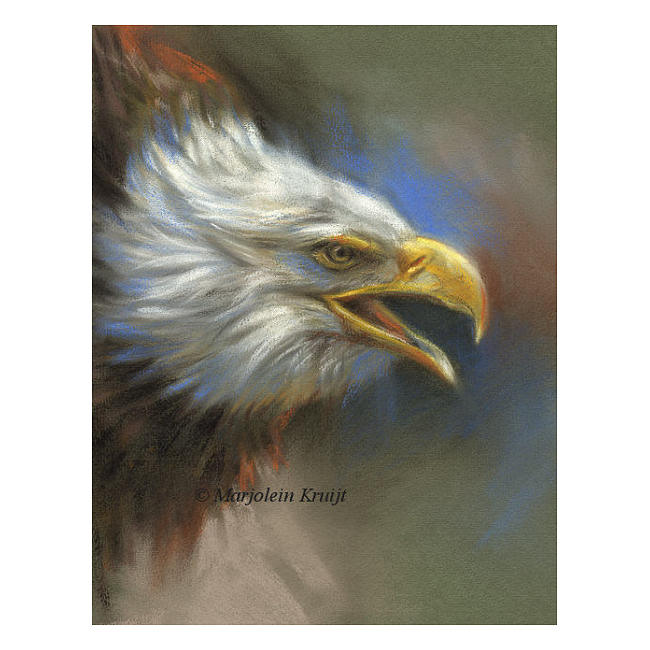 'American bald eagle', pastel painting (for sale)