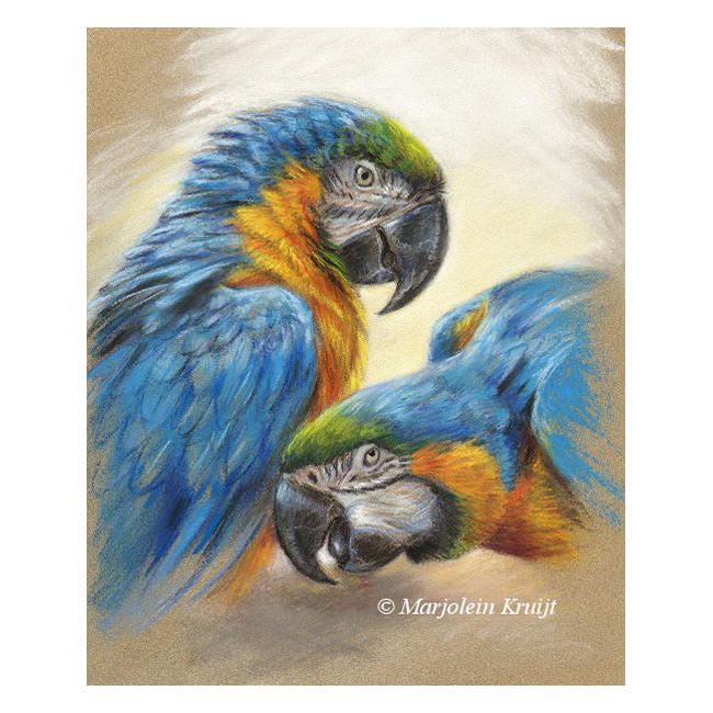 'Blue yellow maccaws', pastel painting (for sale)