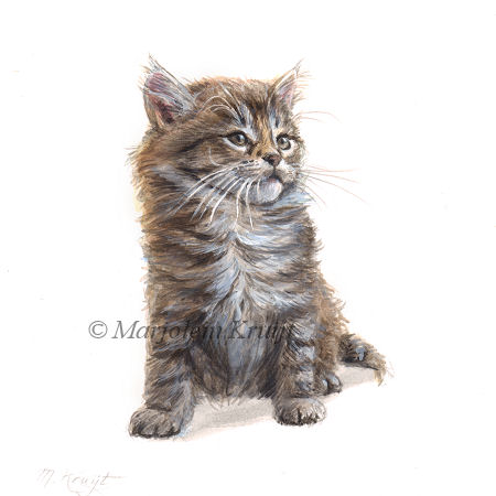 'Maine coon Kitten', 14x14 cm, Marjolein Kruijt (sold)