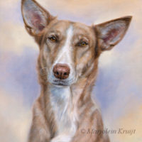 'Podenco'-Goofy, 50x40 cm, oil painting (sold/commission)
