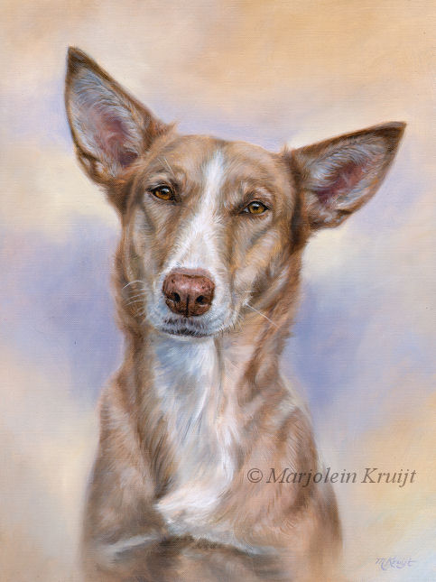 'Podenco'-Goofy, 50x40 cm, oil painting (sold/commission)