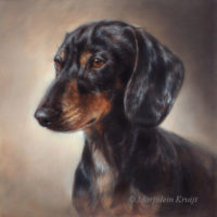 'Dachshund'-Bobby, 30x30 cm, oil portrait (sold/commission)