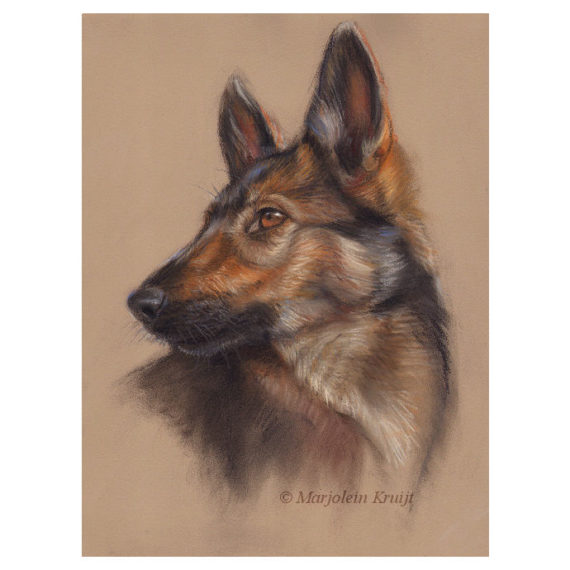 'Shepherd dog pup', 35x25 cm, pastel (for sale)