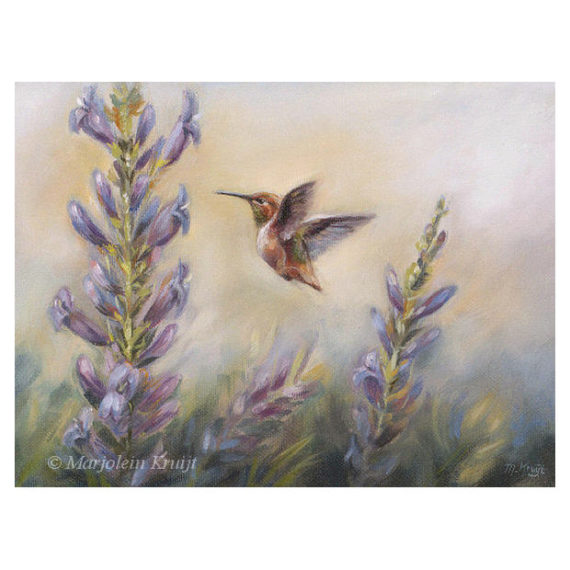 'Kolibri' (Selasphorus Rufus), 18x24 cm, olieverf- (te koop)