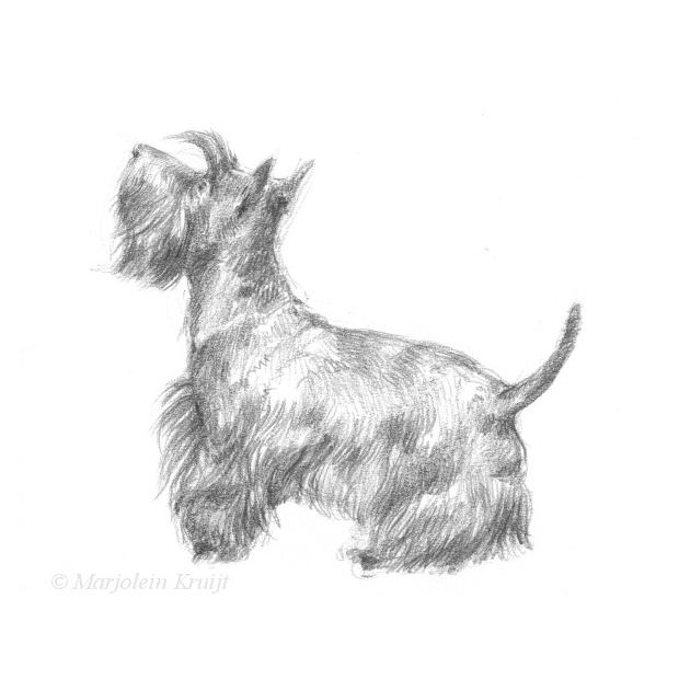 'Scottish terrier', 13x18 cm, pencil drawing (for sale)