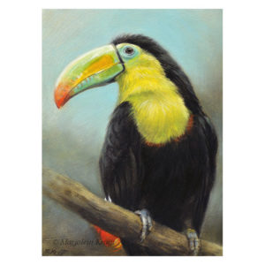 'Sulfur/Keel-billed toucan', 18x13 cm, oil painting (for sale)