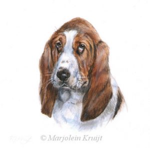 'Basset hound', 13x13 cm, miniature portrait (sold/commission)