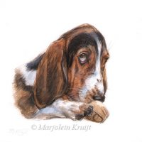 'Basset hound', 13x13 cm, miniature portrait (sold/commission)