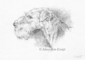 'Airdale terrier', 13x18 cm pencil drawing incl frame (for sale)
