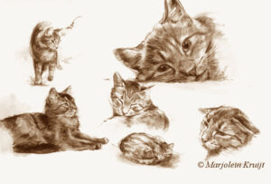 'Cats', 22x32 cm, sepia watercolour (for sale)