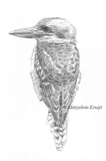 'Kookaburra', tekening in potlood (te koop)
