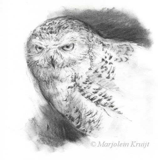 'Snowy owl', 25x25 cm, charcoal sketch (for sale)
